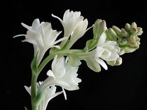 tuberoos of tuberose