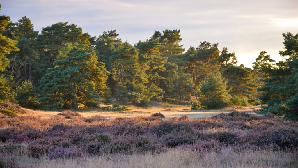 natuurbegraven op begraafplaats de hoge veluwe