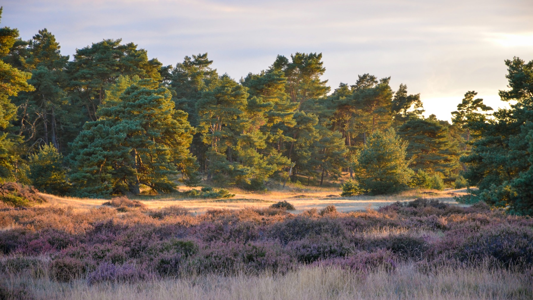NP De Hoge Veluwe