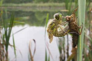Libelle kruipt uit zijn cocon - (c) Matt Cole