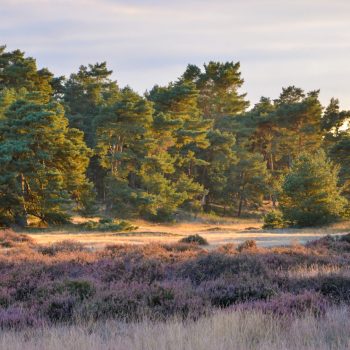 NP De Hoge Veluwe